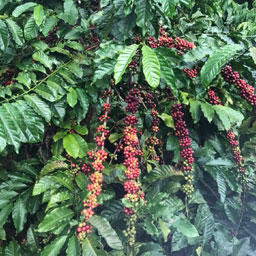 coffee fruit