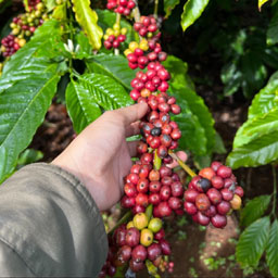 coffee plant